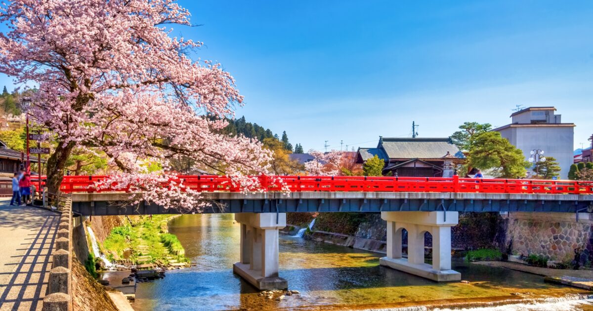 桜満開の中橋と宮川が織りなす高山の春景色