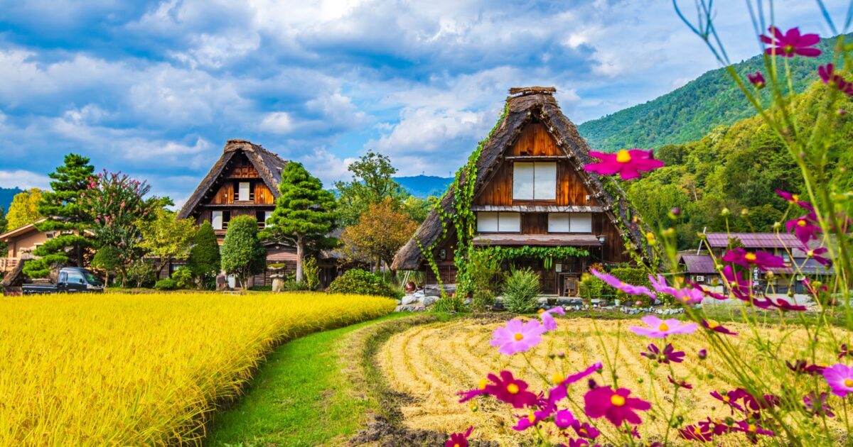 コスモスと稲田に囲まれた白川郷の合掌造り住宅