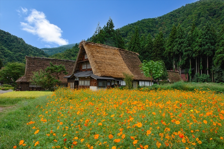 キバナコスモスが咲く白川郷の合掌造り家屋