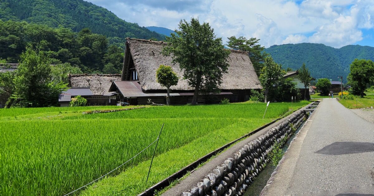 田園の中に佇む白川郷の合掌造りと農村風景