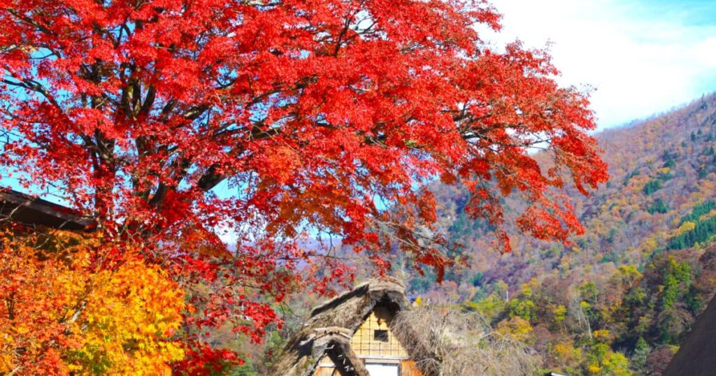 紅葉のもみじと白川郷の合掌造り民家
