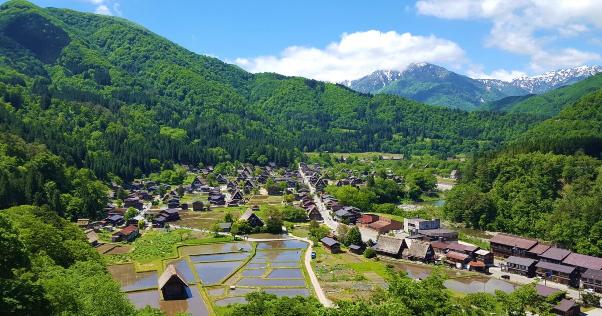 展望台から見下ろす田んぼと白川郷の合掌造り集落